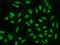 Chromosome 6 Open Reading Frame 226 antibody, 204598-T02, Sino Biological, Immunohistochemistry frozen image 