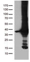 DnaJ Heat Shock Protein Family (Hsp40) Member C27 antibody, M13617, Boster Biological Technology, Western Blot image 