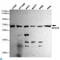 Replication protein A 70 kDa DNA-binding subunit antibody, LS-C813113, Lifespan Biosciences, Western Blot image 