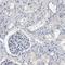 Protein boule-like antibody, HPA018678, Atlas Antibodies, Immunohistochemistry paraffin image 