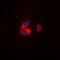 Potassium Voltage-Gated Channel Subfamily J Member 3 antibody, orb315577, Biorbyt, Immunocytochemistry image 