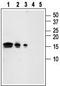 Glial Cell Derived Neurotrophic Factor antibody, TA328657, Origene, Western Blot image 