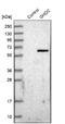 GH3 Domain Containing antibody, NBP1-81309, Novus Biologicals, Western Blot image 
