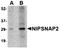 Nipsnap Homolog 2 antibody, orb75114, Biorbyt, Western Blot image 