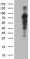 ZFP37 Zinc Finger Protein antibody, LS-C792381, Lifespan Biosciences, Western Blot image 
