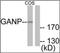 80 kDa MCM3-associated protein antibody, orb96483, Biorbyt, Western Blot image 