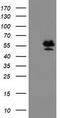 Protein Arginine Methyltransferase 2 antibody, LS-C173323, Lifespan Biosciences, Western Blot image 