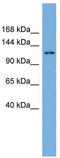 SEC23 Interacting Protein antibody, TA340158, Origene, Western Blot image 