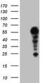 Histone-lysine N-methyltransferase SETD2 antibody, LS-C790250, Lifespan Biosciences, Western Blot image 