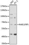 RAB11 Family Interacting Protein 5 antibody, 18-305, ProSci, Western Blot image 