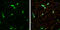 Enolase 2 antibody, GTX133249, GeneTex, Immunofluorescence image 