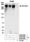 Golgin subfamily B member 1 antibody, A304-034A, Bethyl Labs, Immunoprecipitation image 