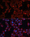 Disintegrin and metalloproteinase domain-containing protein 12 antibody, 23-294, ProSci, Immunofluorescence image 