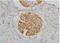 SYNPO antibody, AP33487SU-N, Origene, Immunohistochemistry frozen image 