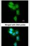 Proteasome Subunit Beta 8 antibody, PA5-22290, Invitrogen Antibodies, Immunofluorescence image 