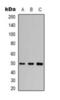 Tubulin Beta 3 Class III antibody, orb393346, Biorbyt, Western Blot image 