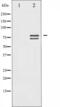 Prelamin-A/C antibody, OAAJ02346, Aviva Systems Biology, Western Blot image 