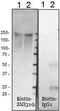 Neurofilament H & M (NF-H/NF-M), Phospho antibody, 837706, BioLegend, Western Blot image 