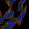 Neurobeachin antibody, HPA039730, Atlas Antibodies, Immunocytochemistry image 