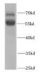 Recombination Signal Binding Protein For Immunoglobulin Kappa J Region antibody, FNab07195, FineTest, Western Blot image 