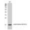 Histone H2B antibody, LS-C380559, Lifespan Biosciences, Western Blot image 