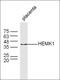 HemK Methyltransferase Family Member 1 antibody, orb157483, Biorbyt, Western Blot image 