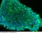 Tuj1 antibody, 101288-T34, Sino Biological, Immunohistochemistry paraffin image 