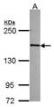 RNA Polymerase II Subunit B antibody, GTX114647, GeneTex, Western Blot image 
