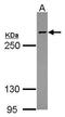 Host cell factor 1 antibody, GTX114922, GeneTex, Western Blot image 