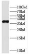 4-Hydroxyphenylpyruvate Dioxygenase Like antibody, FNab03994, FineTest, Western Blot image 