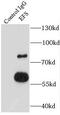 Embryonal Fyn-Associated Substrate antibody, FNab02662, FineTest, Immunoprecipitation image 
