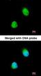 Zinc Finger CCCH-Type Containing 8 antibody, orb74280, Biorbyt, Immunofluorescence image 