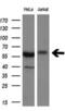 Cytoplasmic dynein 1 light intermediate chain 1 antibody, NBP2-45682, Novus Biologicals, Western Blot image 