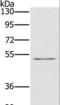 5-Hydroxytryptamine Receptor 3C antibody, LS-C401415, Lifespan Biosciences, Western Blot image 