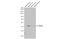 Peroxisomal membrane protein PEX14 antibody, GTX129230, GeneTex, Western Blot image 