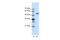 Host Cell Factor C1 antibody, 28-904, ProSci, Western Blot image 
