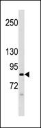 N-acetylated-alpha-linked acidic dipeptidase 2 antibody, PA5-49302, Invitrogen Antibodies, Western Blot image 