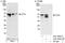 CREB2 antibody, A301-650A, Bethyl Labs, Immunoprecipitation image 
