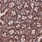 Ras-GRF1 antibody, HPA041965, Atlas Antibodies, Immunohistochemistry frozen image 