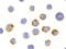 Amino-terminal enhancer of split antibody, 3607, ProSci Inc, Immunocytochemistry image 