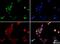 Histone-lysine N-methyltransferase SUV420H1 antibody, NBP1-97312, Novus Biologicals, Immunocytochemistry image 