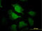 EH Domain Containing 3 antibody, LS-C133741, Lifespan Biosciences, Immunofluorescence image 