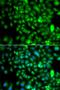Cysteine-rich protein 2-binding protein antibody, orb247938, Biorbyt, Immunofluorescence image 