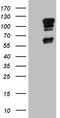 Elf1 antibody, TA811235, Origene, Western Blot image 