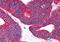 Prostaglandin D2 receptor antibody, orb85052, Biorbyt, Immunohistochemistry paraffin image 