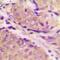 Phosphofructokinase, Muscle antibody, orb393133, Biorbyt, Immunohistochemistry paraffin image 