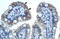 Gap Junction Protein Beta 1 antibody, ARP36600_T100, Aviva Systems Biology, Immunohistochemistry frozen image 
