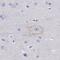 Cadherin 9 antibody, NBP1-86498, Novus Biologicals, Immunohistochemistry paraffin image 