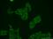 Mitogen-Activated Protein Kinase Kinase Kinase 20 antibody, 14945-1-AP, Proteintech Group, Immunofluorescence image 