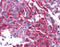 Corticotropin Releasing Hormone Receptor 1 antibody, TA340985, Origene, Immunohistochemistry frozen image 